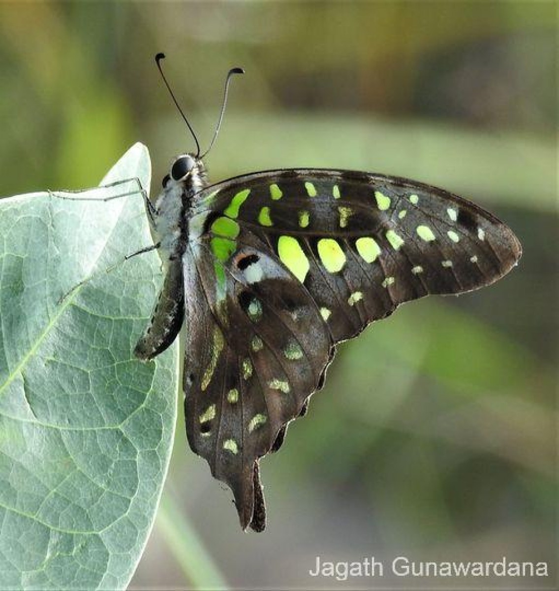 Graphium agamemnon Linnaeus, 1758